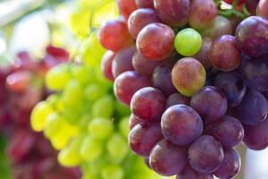 Clusters of elite grape varieties close-up. photo