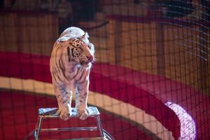 A white tiger performs in the arena. photo