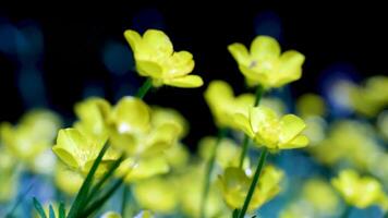 Many Creeping buttercups beautiful yellow flower in the green field close-up 4K 2160p 30fps UltraHD footage - Small Ranunculus Repens buds shallow DOF 4K 3840X2160 UHD video