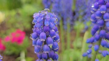 hermosa Violeta Azul jacintos revoloteando en el viento en el primavera jardín, en el lluvia. hermosa flor paisaje. de cerca de un cama de flores con muscari botrioides en un verde borroso antecedentes. video