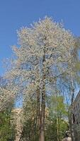 bloeiend groot kers boom en blauw lucht. voorjaar is een warm, zonnig dag. verticaal . video