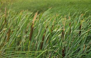 A lot of stems from green reeds. Unmatched reeds with long stems photo