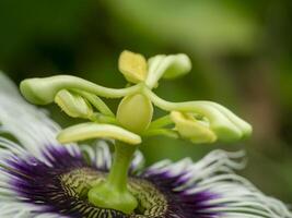 Close up of Passionfruit flower photo