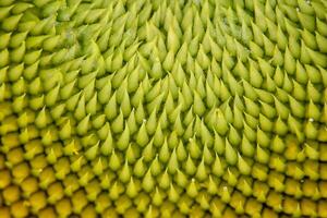 Close up sunflower. photo