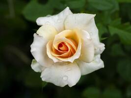 Soft orange rose flower photo