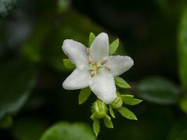 Eukien tea flower photo