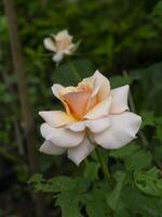 Soft orange rose flower photo