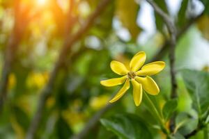 gardenia carinata wallich flor foto