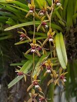 Cymbidium finlaysonianum flower. photo