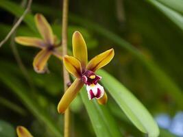 Cymbidium finlaysonianum flower. photo