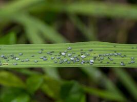 larvas de pulgones. foto