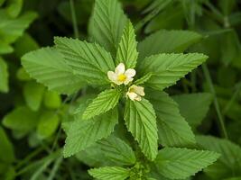 arrozal s alfalfa , Queensland cáñamo planta foto