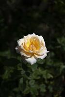 Soft orange rose flower photo