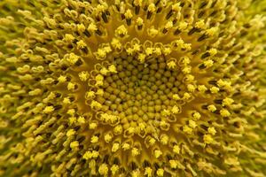 Close up sunflower. photo