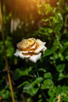 Soft orange rose flower photo