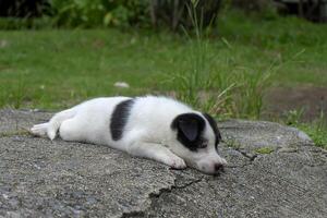 Back and white baby dog photo