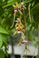 Cymbidium finlaysonianum flower. photo