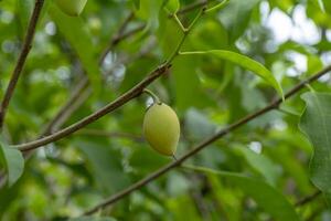 cerca arriba Español Cereza planta. foto