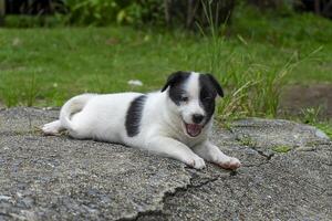 Back and white baby dog photo