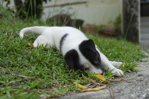 Back and white baby dog photo