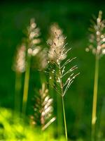 gold beard grass photo