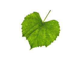 Macro of green grape leaf. photo