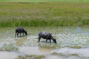 Water buffalo in the area of Wildlife photo