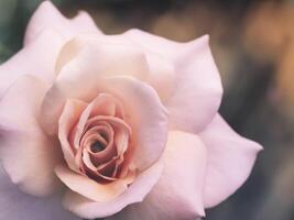 Soft orange rose flower photo