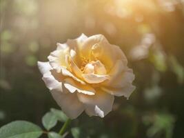 Soft orange rose flower photo