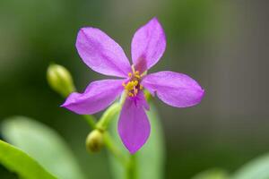 Close up of Talinum paniculatum photo