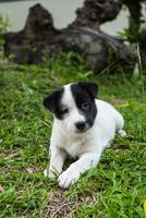 Back and white baby dog photo