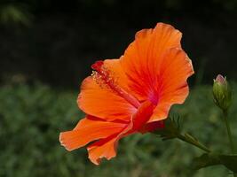 close up deep orange Chinese Rose photo