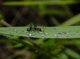 Ant are caring for the larvae of aphids. photo