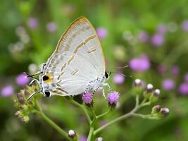 Butterfly and flower. photo