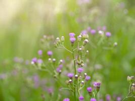 Vernonia cinerea plant photo