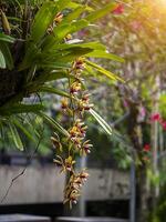 Cymbidium finlaysonianum flower. photo