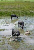 agua búfalo en el zona de fauna silvestre foto