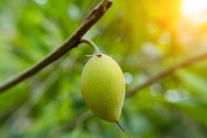 cerca arriba Español Cereza planta. foto