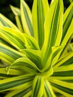 Close up of Song of India leaves. photo