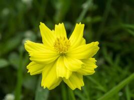 flor amarilla del cosmos. foto