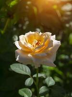 suave naranja Rosa flor foto