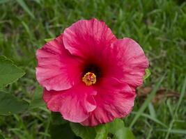 Dark red Chinese Rose photo