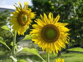 cerca arriba girasol. foto