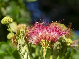 Close up of Samanea saman plant. photo