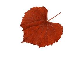 Macro of red grape leaf. photo