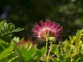 cerca arriba de samanea saman planta. foto