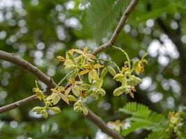 cerca arriba de Tamarindo flor foto