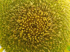 Close up sunflower. photo