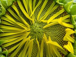 Close up sunflower. photo