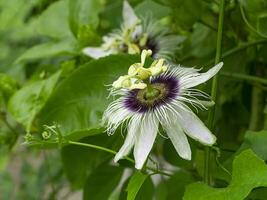 Close up of Passionfruit flower photo